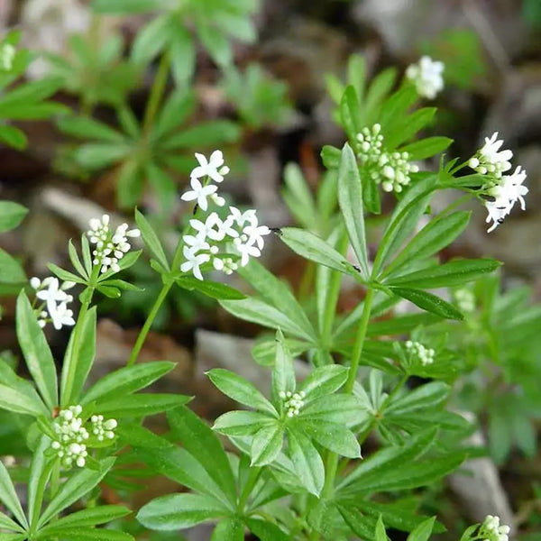 cleavers